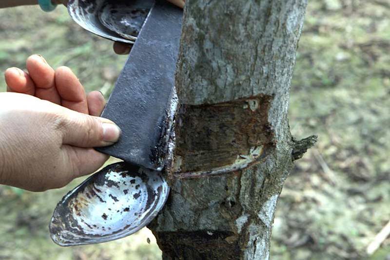  lacquer tree