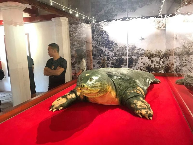 lago hoan kiem - tortuga