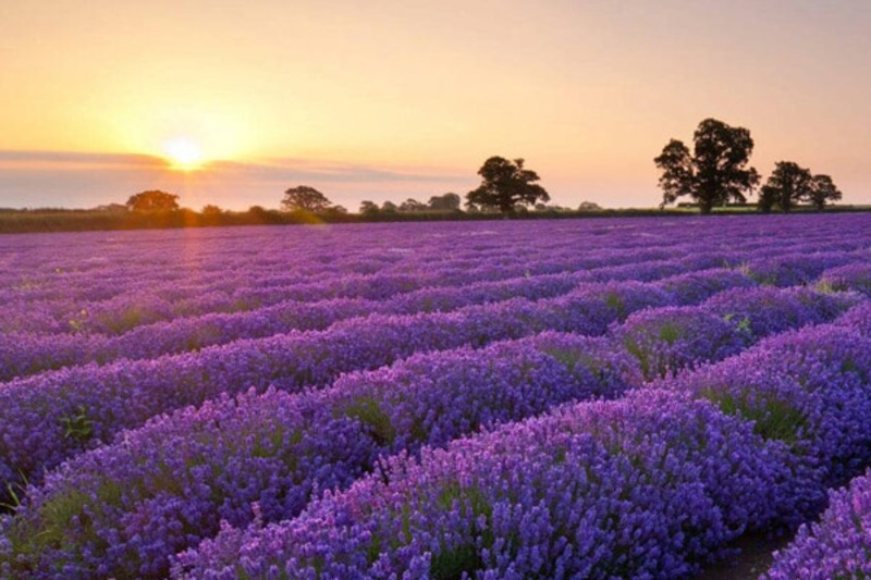 Lavender field is not far from the lake