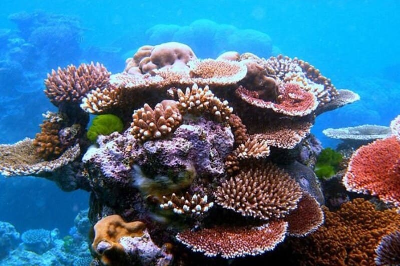 corals