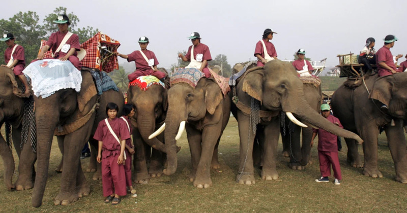 In February, elephants and their mahouts participated in the second annual Elephant Festival in Paklay, Laos. It is a three-day event and the organizers hope that increased awareness will help overcome the challenges facing the endangered Asian elephant. 