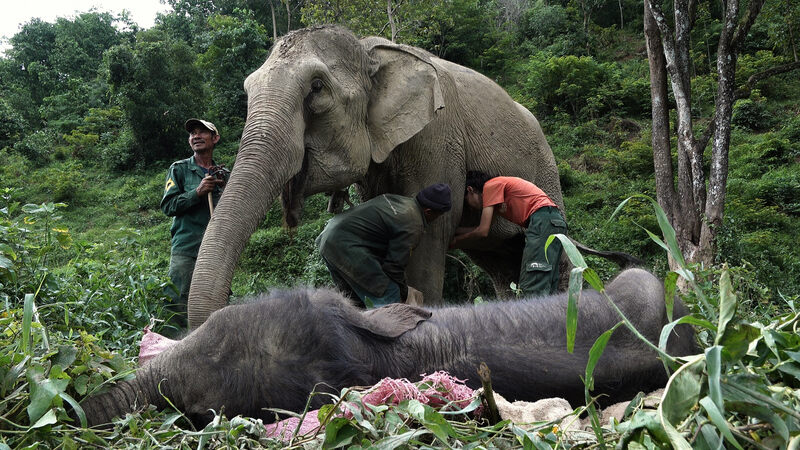 Visitors can also participate in elephant rescue with experts.