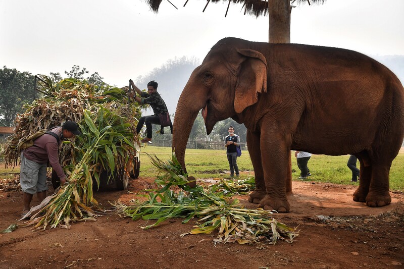 Application of elephants in agriculture