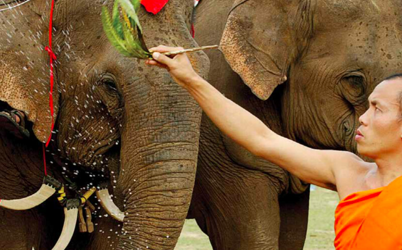 Elephants have a close connection with the Lao people in culture, society, and spirituality.