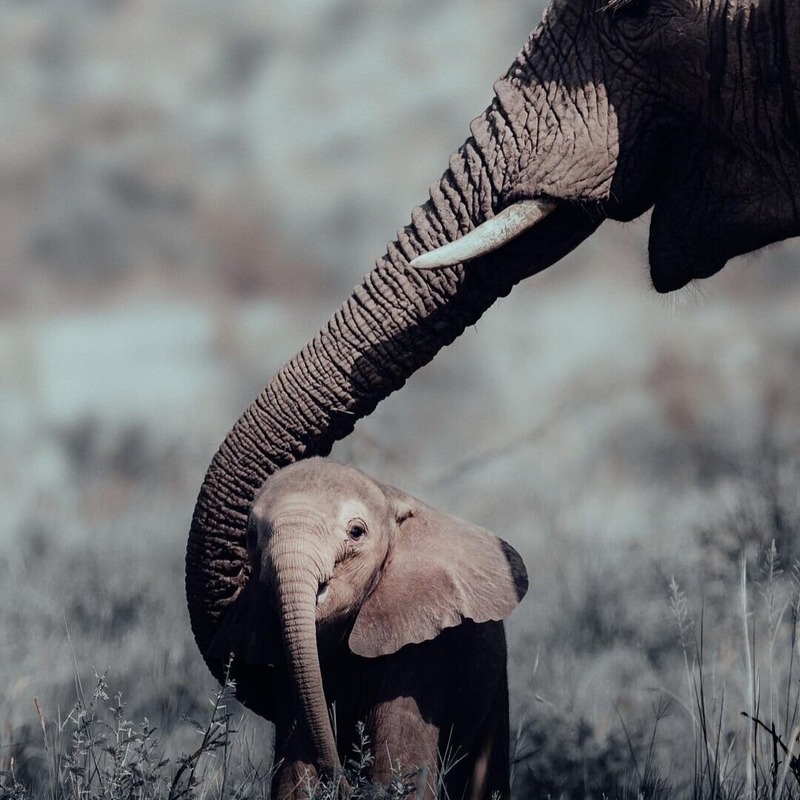 Elephants are considered a symbol in most Southeast Asian countries