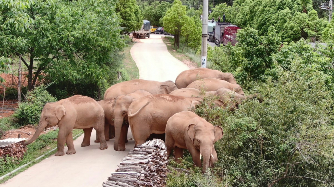 Elephants lose nearly two-thirds of their habitat in Laos