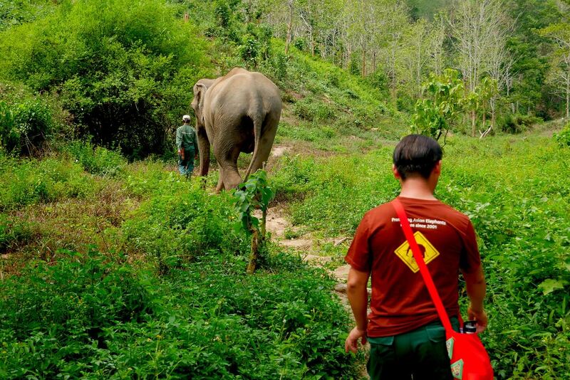 Visitors will be close to elephants, accompanying them as friends.