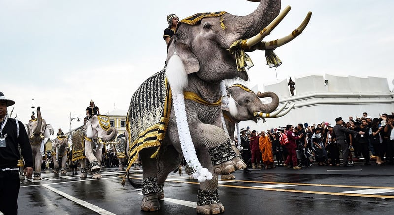 White elephants, are symbols of luck, calmness, wealth, and regality