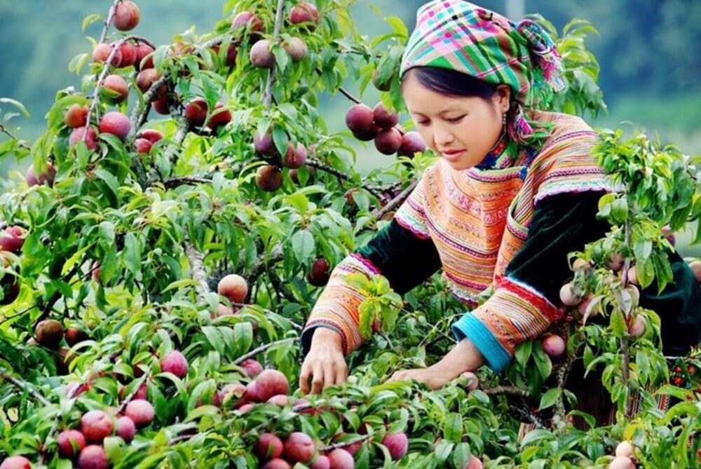 locals pick up the plum in sapa