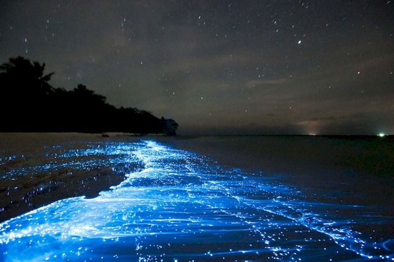 plancton bioluminiscente en Koh Touch