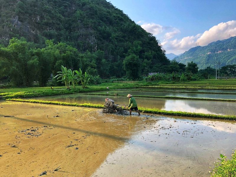 mai chau - temporada de arroz