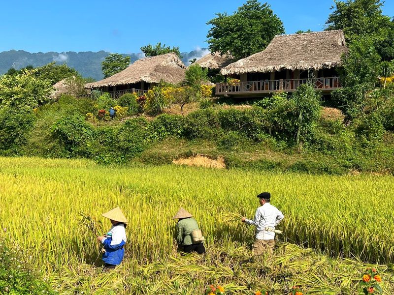 mai chau - temporada madura del arroz