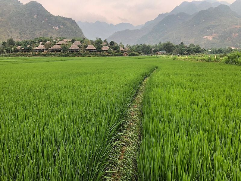 mai chau - campos