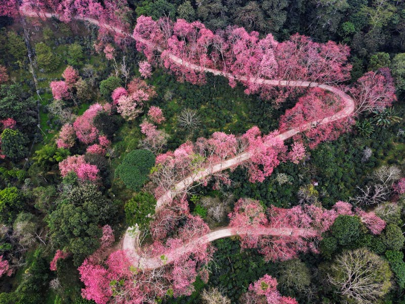  wild Himalayan cherry blossoms in Chiang Mai