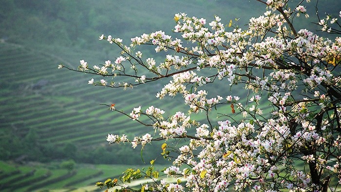 With beautiful landscapes and unique culture of the Thai ethnic minority group, Mai Chau district in Hoa Binh province is an ideal choice for tourists in March when the region is shrouded in the whiteness of blooming Ban (bauhinia) flowers