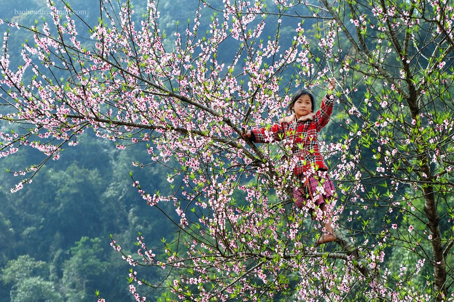 From mid-January through February, the peach blossoms and the white hue of the plum blossoms are in bloom.