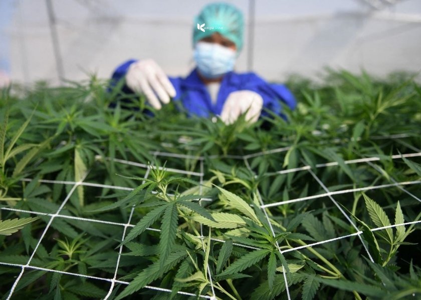 Cannabis (weed) leaf shape