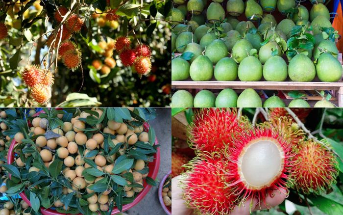 The Mekong Delta offers numerous fruits