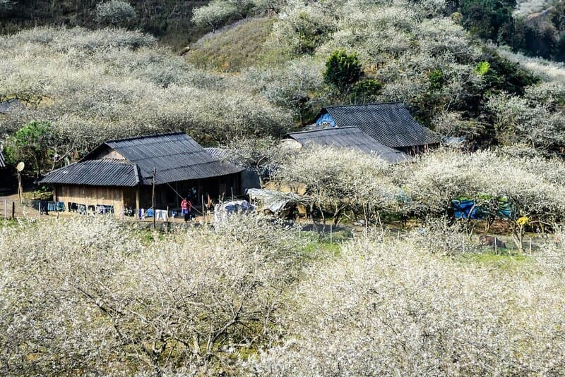 Na Ka Plum Valley, a true paradise in the heart of the Moc Chau Mountains