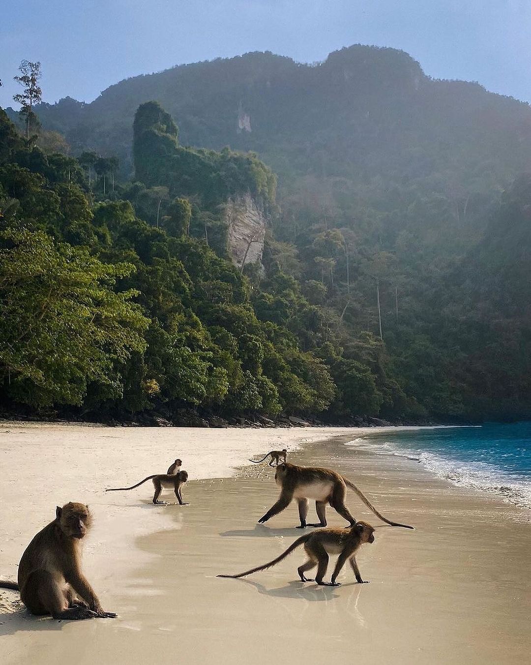 Monkey Beach