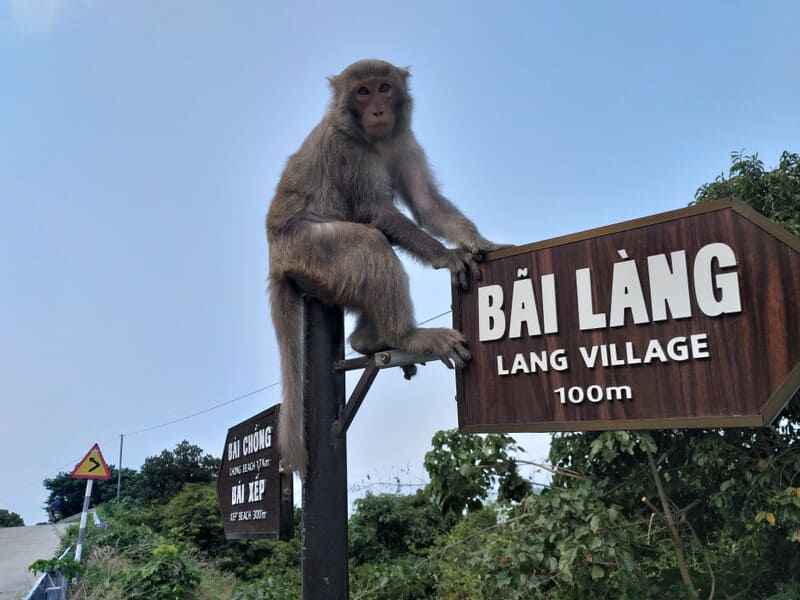 the monkeys in bai lang
