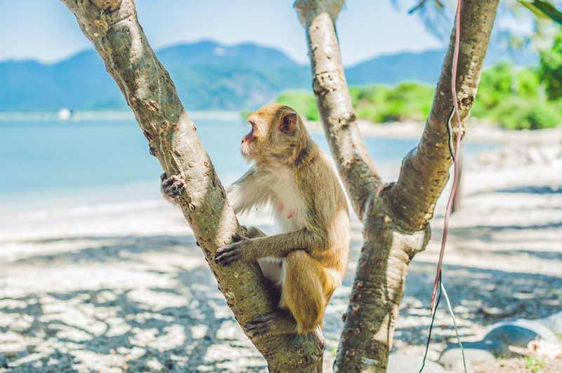 monkey in nha trang