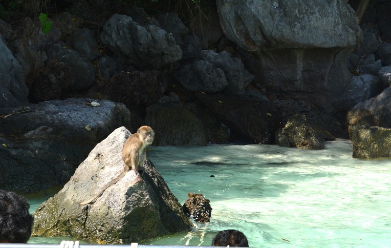 monkey in maya bay