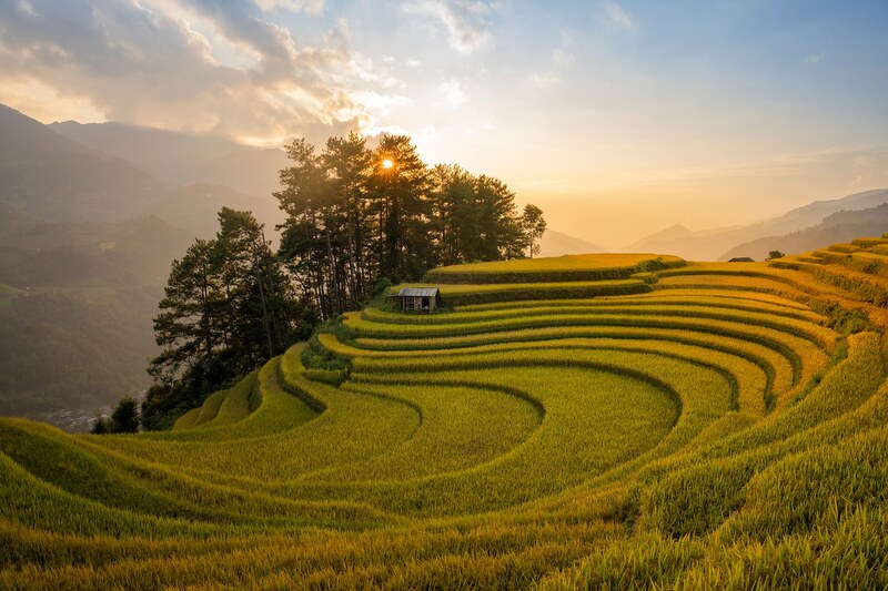 Mu Cang Chai in the harvest season