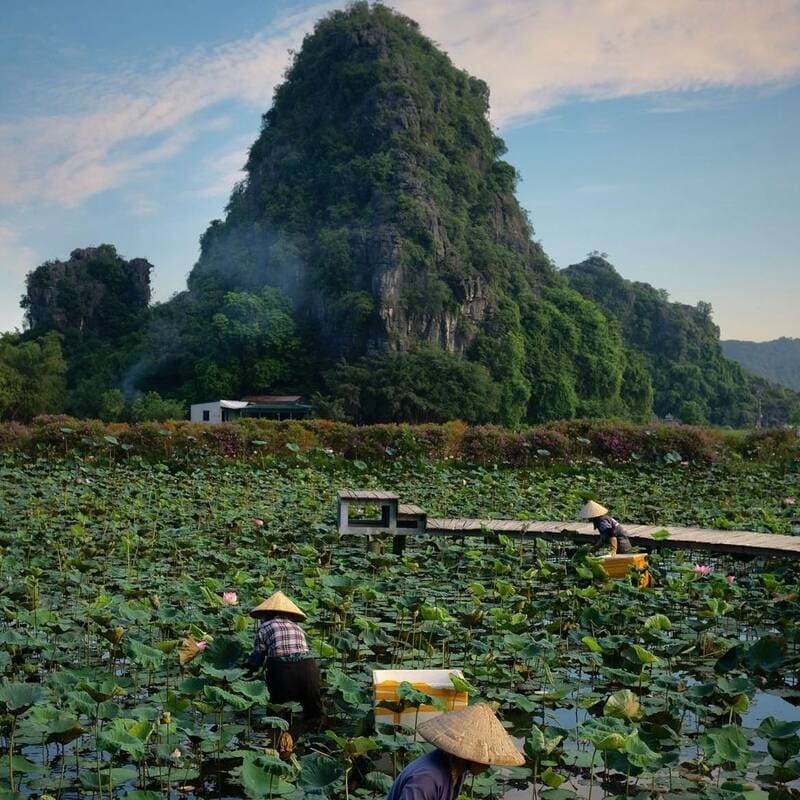 The image of the lotus flower is not only present in daily life, but it is also linked to national history, appearing in the poetry, music, painting and architecture of Vietnam.