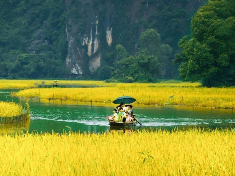 The lush green hues, golden landscapes, and fragrant scent of rice fields amidst the waterways of Ninh Binh.
