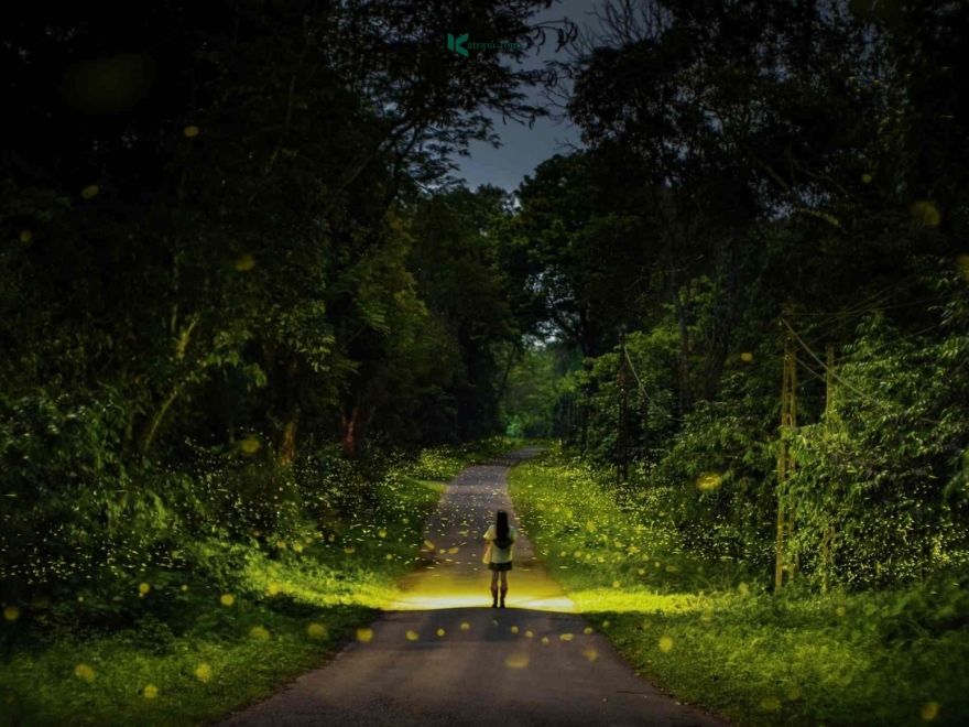 Cuc Phuong national park