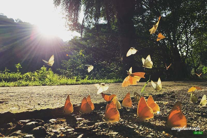 The beauty of Cuc Phuong National Park in butterfly season