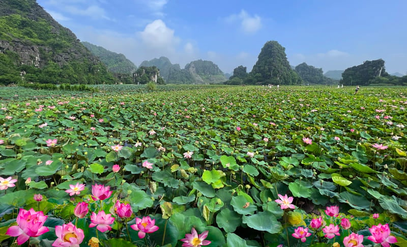 Ninh Binh during lotus season