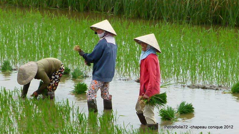 Peasant women wear conical hats to protect themselves from the sun. Photo Petitefolie72