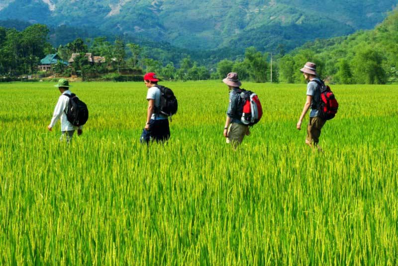 green rice fields in North Vietnam 