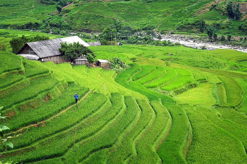 The green rice season in Sapa - Source: David Augustin