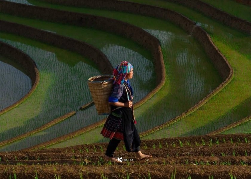 Mu Cang Chai in august