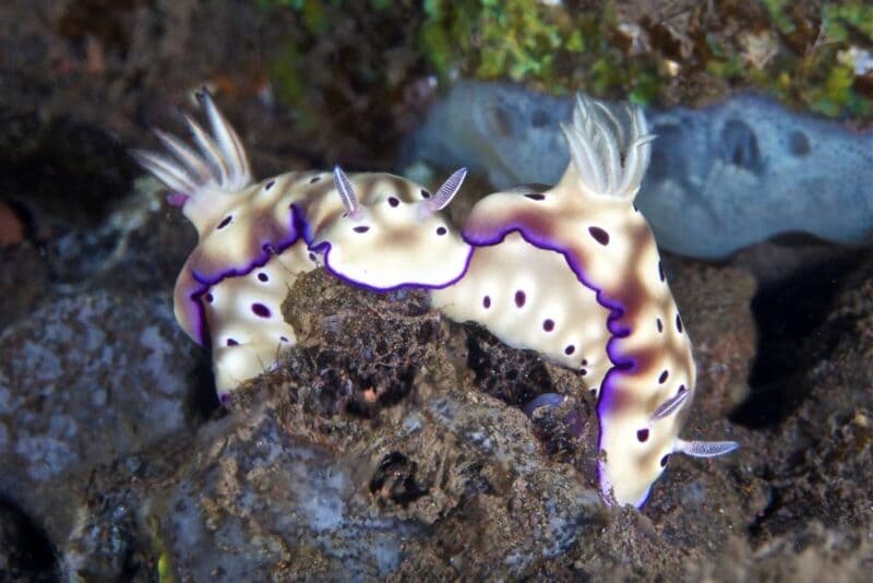 koh koun diving nudibranch