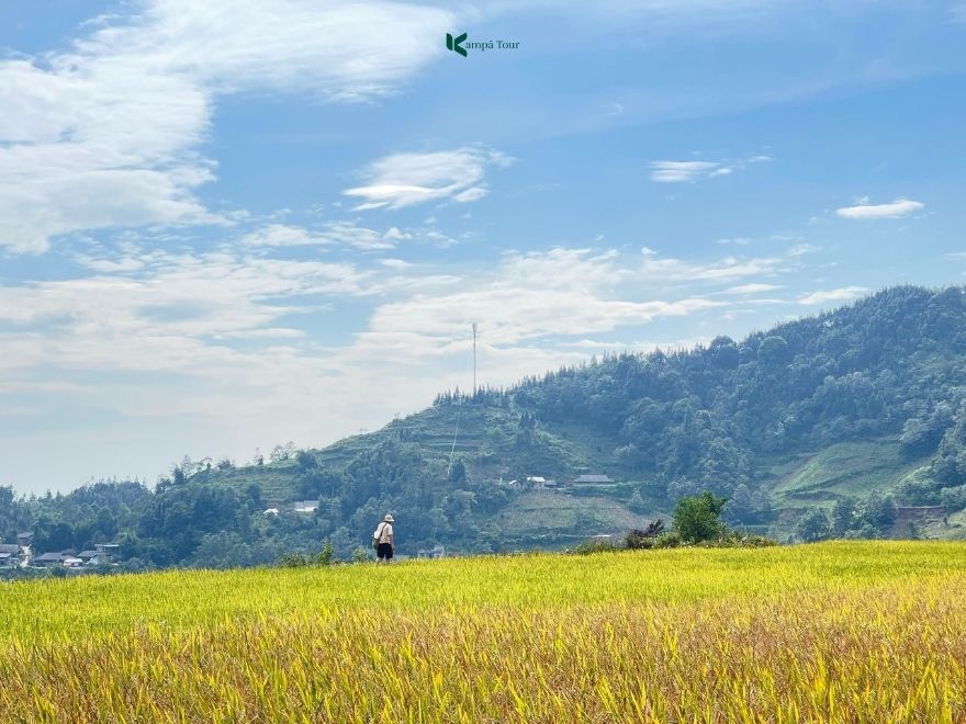 During my most recent trip to Bac Ha, I took guests to explore the golden ripe rice season there.