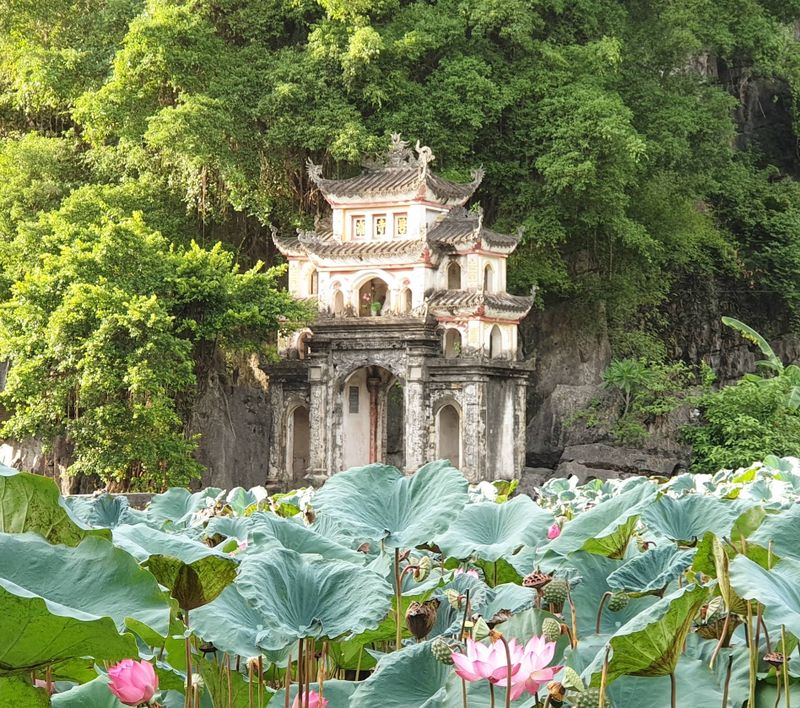 temporada de loto en pagoda bich dong