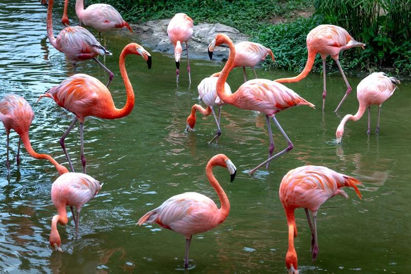 Flamingos at Phu Quoc Safari