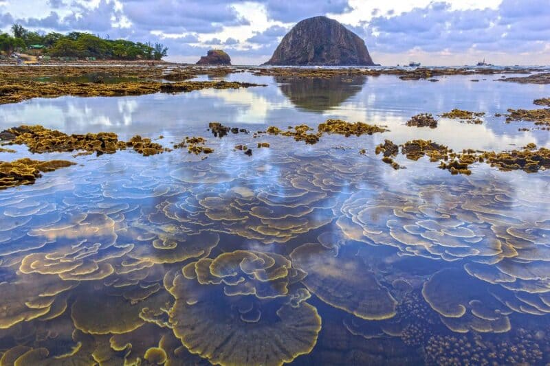 The beauty of the colorful coral reefs in Hon Yen