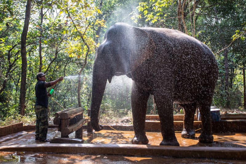 The daily elephant pedicure at Elephant Valley Project 