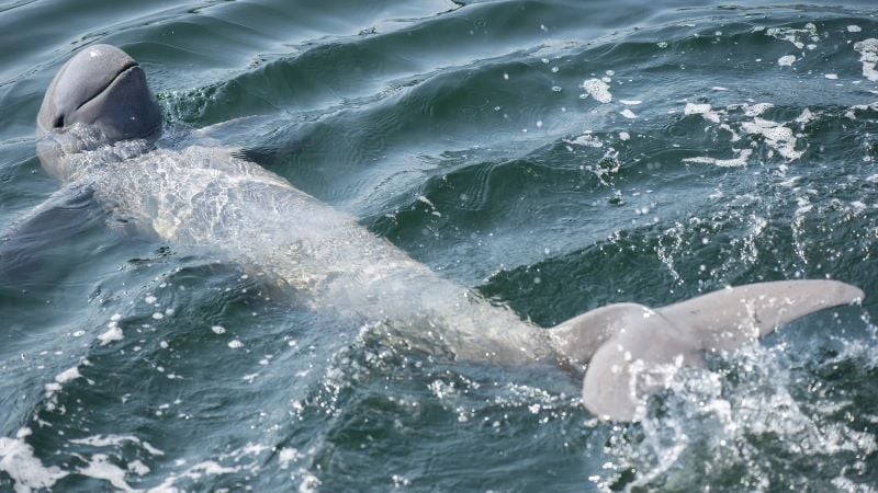 proteger delfines en kratie