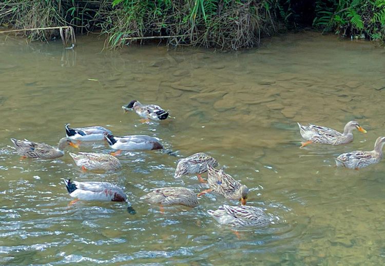 patos de pu luong