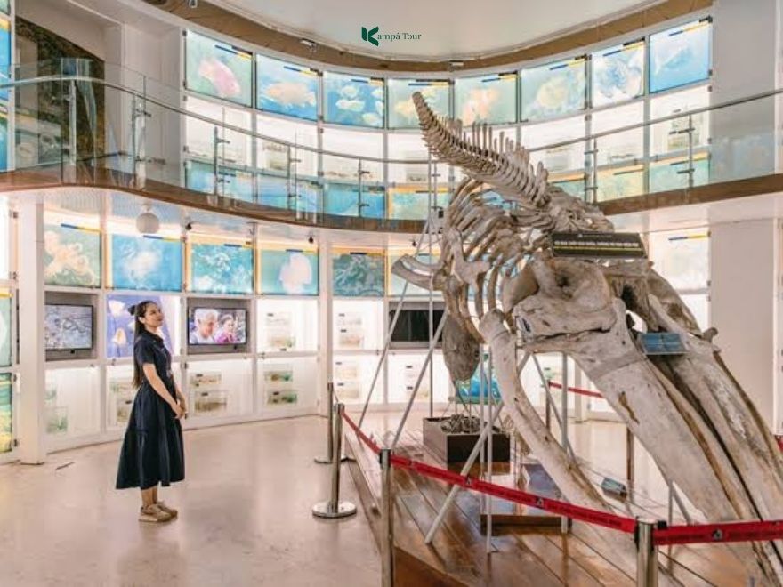 You can visit the Quang Ninh Museum to see ancient marine creatures.