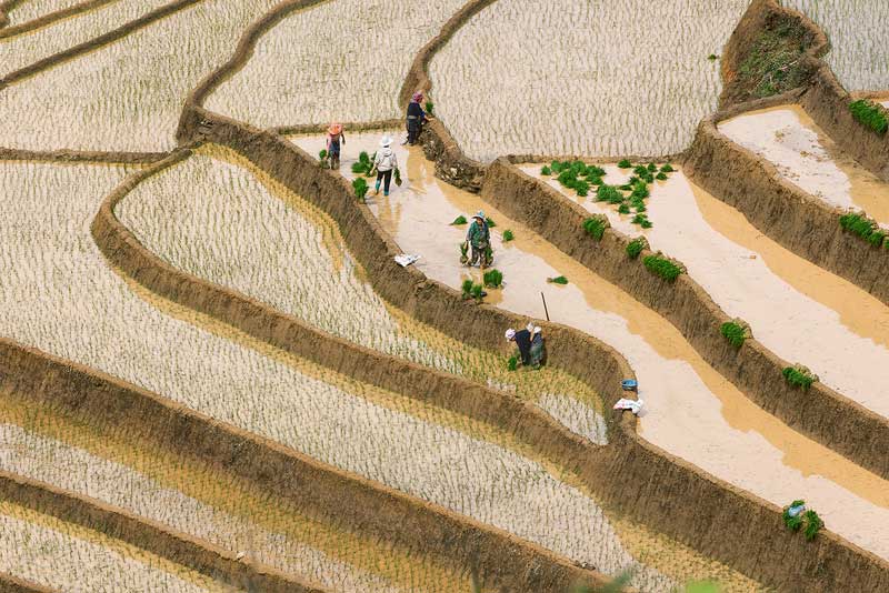 saison d''eau et du repiquage du riz 