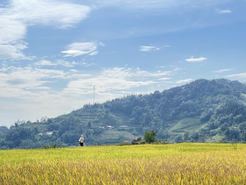 A scenic rice field in Bac Ha, Vietnam, with a person walking under the clear blue sky