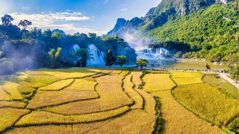 Golden rice fields near Ban Gioc Waterfall in Vietnam, surrounded by lush greenery and stunning natural beauty