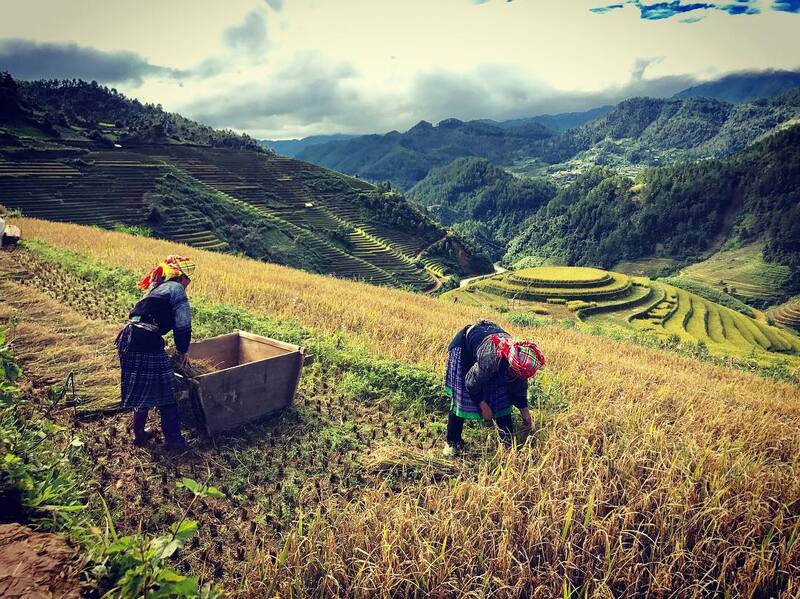 Rice harvest season in Cat Cat